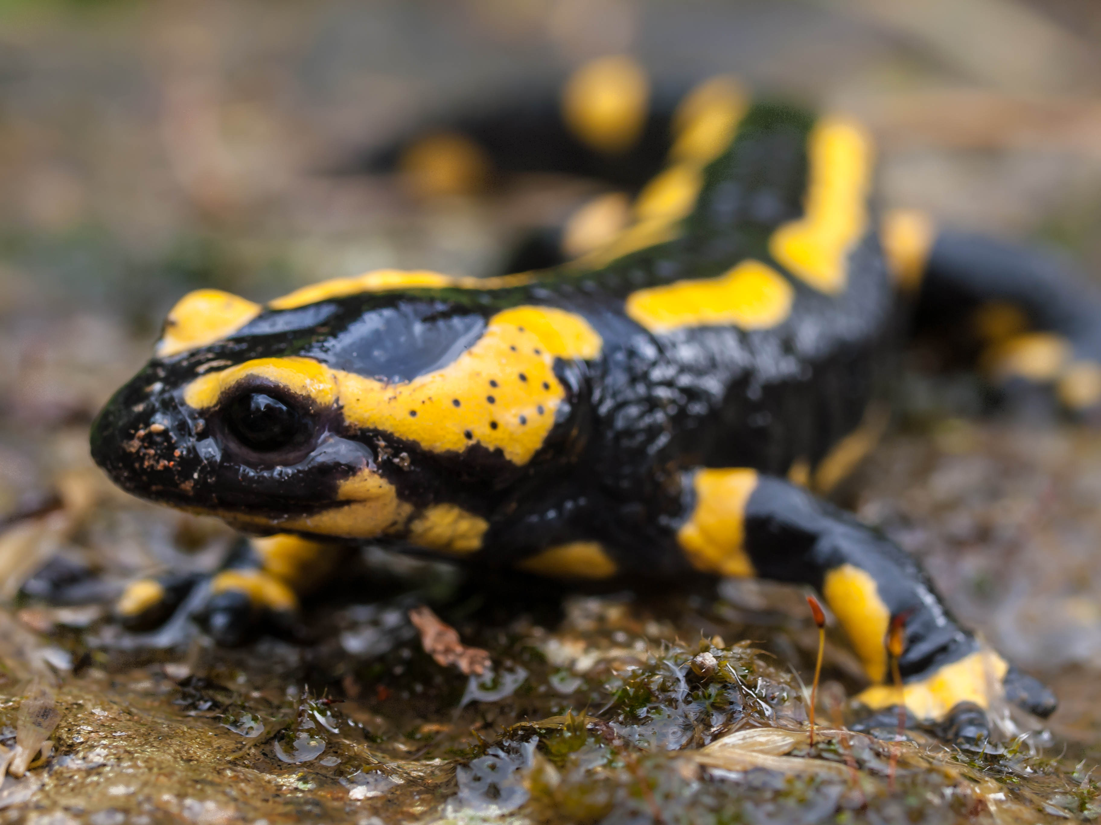 Fire salamander on forest floor